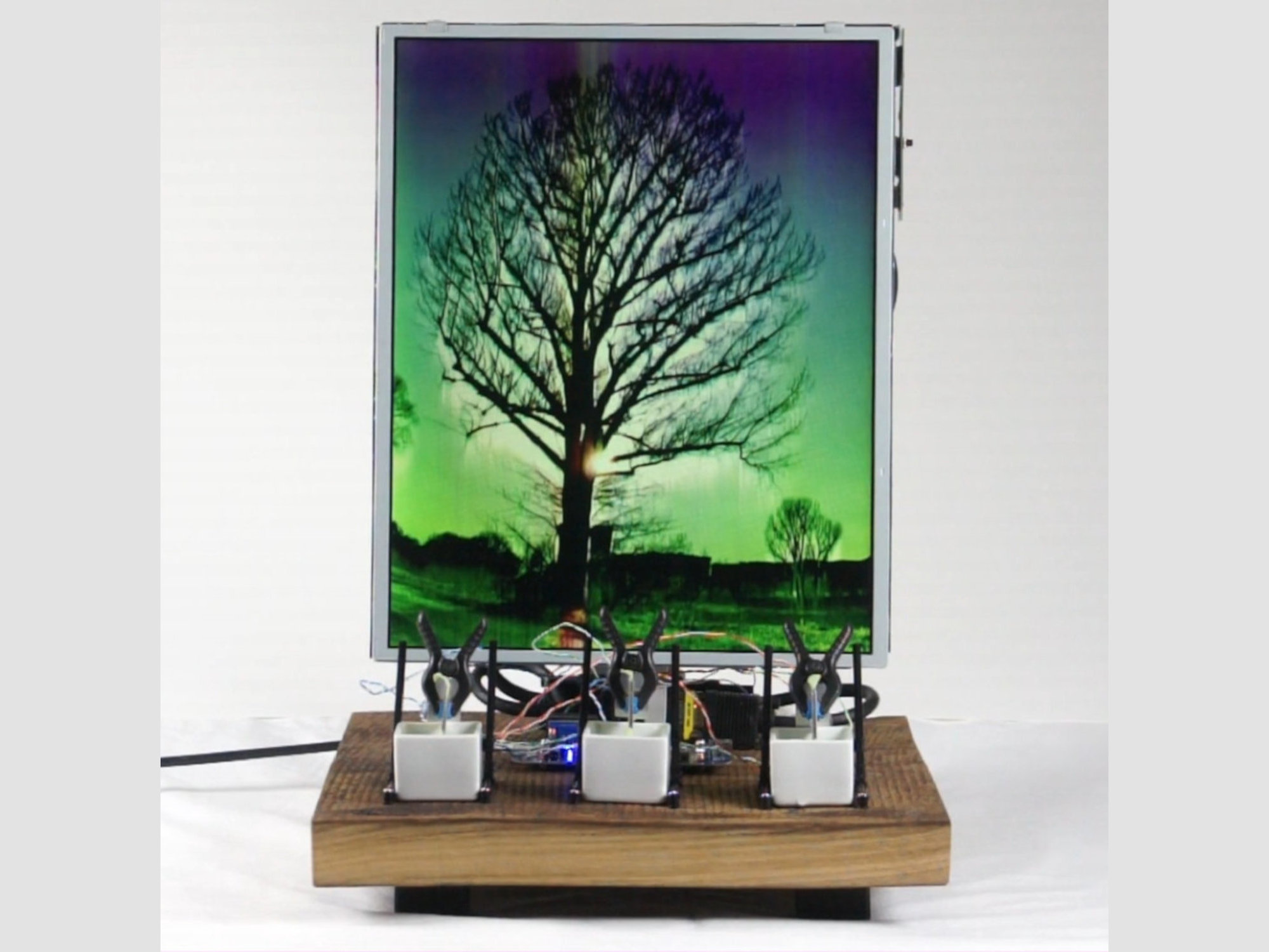 unidentified_tree 2