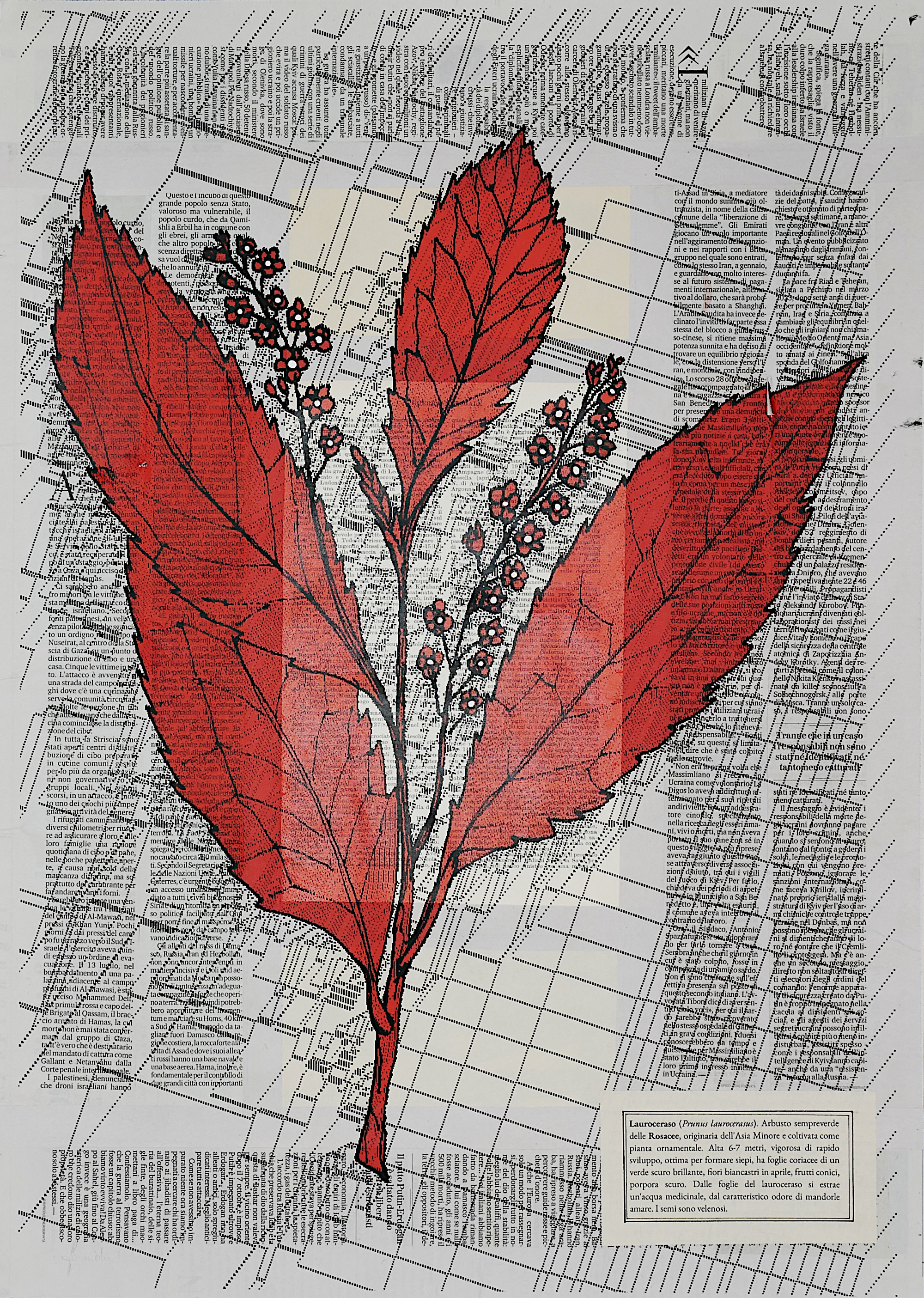 Executio in effige #guerramondiale #prunuslaurocerasus